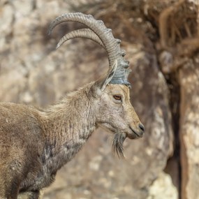 Poszter 50x50cm Nubiana Ibex 6, Assaf Frank