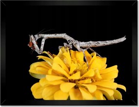 Poszterek keretben 40x30 Sáska popa spurca