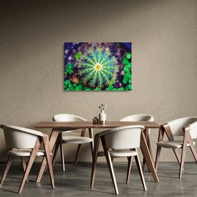 Kaktusz kép (üvegen) (70x50 cm)