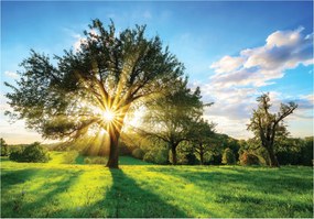 Fotótapéta Rét Fa Nap Természet Nappali 254x184