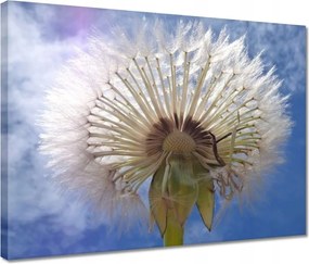 Vászonkép 40x30 Pitypang Virág Virágok