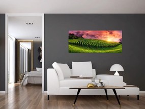 Szőlőskert és a színes égbolt képe (120x50 cm)