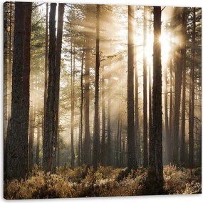 Vászonkép Nap az erdőben Hideg színek Fű 90X90 cm