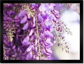 Poszterek keretben 40x30 Lila virágok Virágok