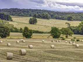Poszter 40x30cm Szénakazalok a mezőkön, Assaf Frank