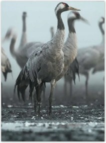 Poszterek 100x135 Darvak a ködben