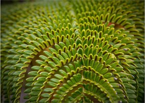 Üveg kép - Fern (70x50 cm)