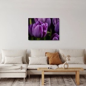 Tulipán vírág képe (üvegen) (70x50 cm)