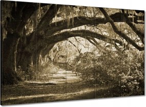 Vászonkép 100x70 Tölgyek a Szépia parkban