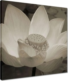 Vászonkép 40x40 Lótusz Lótuszvirág