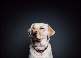 Labrador képe (70x50 cm)