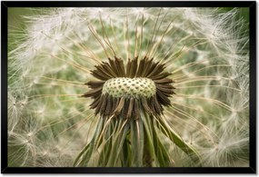 Poszterek keretben 60x40 Pitypang Virág Virágok