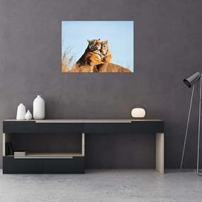 Kép - Tigris és a kölyke (üvegen) (70x50 cm)