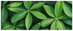 Kép - Levelek harmatcseppekkel (120x50 cm)