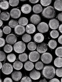 Flizelin fotótapéta Fa körök Rusztikus öko Loft 206x275 +ragasztó