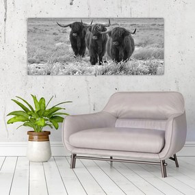 Kép - Skót tehenek (120x50 cm)