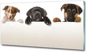 Fotótapéta üvegfalra Három kiskutya 100x70
