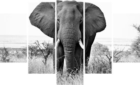 Kép - Afrikai elefánt II. (150x105 cm)