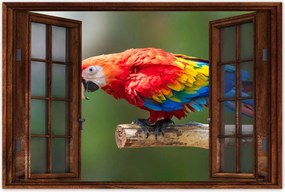 Poszterek 60x40 Színes papagáj