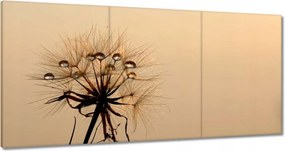 Vászonkép 120x60 Pitypang Virág Virágok