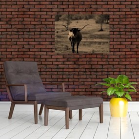 Üveg kép - Texasi tehén (70x50 cm)