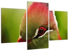 Színes madár képe (90x60 cm)