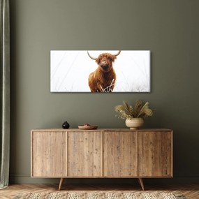 Kép - Skót tehén (120x50 cm)