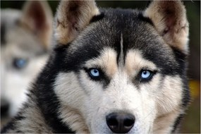 Husky kutya kép (90x60 cm)