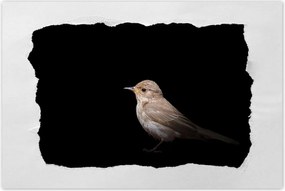 Poszterek 120x80 Kis veréb madár