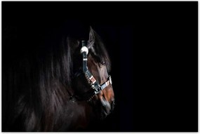 Poszterek 120x80 Ló ló fekete alapon