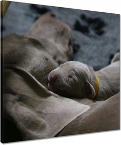 Vászonkép 50x50 Kutya Kutyák