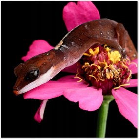 Poszterek 100x100 Kígyó gekkó a virágon