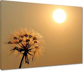 Vászonkép 80x60 Pitypang Virág Virágok