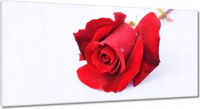 Vászonkép 115x55 Vörös rózsa a hóban
