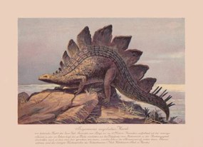 Illusztráció Stegosaurus ungulatus, Late Jurassic, chromolithograph, published, ZU_09