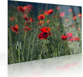 Kép - Rét mák virággal (üvegen) (70x50 cm)