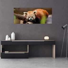 Vörös panda képe (120x50 cm)