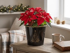 Karácsonyi virágcserép SEASONS GREETINGS 30 cm, fekete / arany