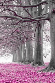 Poszter 20x30cm Fák egy sorban rózsaszín levelek, Assaf Frank