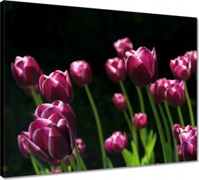 Vászonkép 50x40 Lila tulipánok