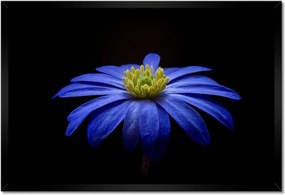 Poszter keretben 60x40 Kék virág