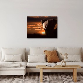 Elefánt képe (70x50 cm)