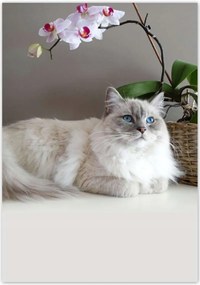 Poszterek 70x100 Ragdoll fajta macska