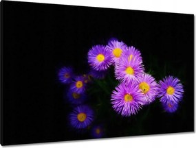 Képek 120x80 Lila őszirózsa virágok