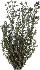 Stabilizált eukaliptusz Parvifoglia zöld csokor szárított levelek