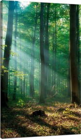 Vászonkép Erdő Fák Nap sugarai 70x120 cm