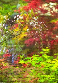 Poszter 21x29,7cm Színes tavaszi lila, Assaf Frank