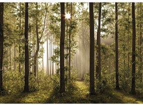 XXL erdei fotó tapéta 360 x 254 cm, 4 részből áll