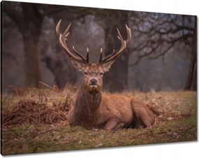 Vászonkép 100x70 Szarvas felszarvazott