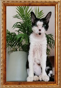 Kész képkeret, álló és akasztható, 15 tömörfa arany 15x23 cm